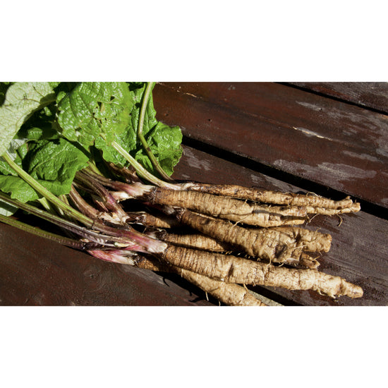 BURDOCK, JAPANESE; Tonkinokawa